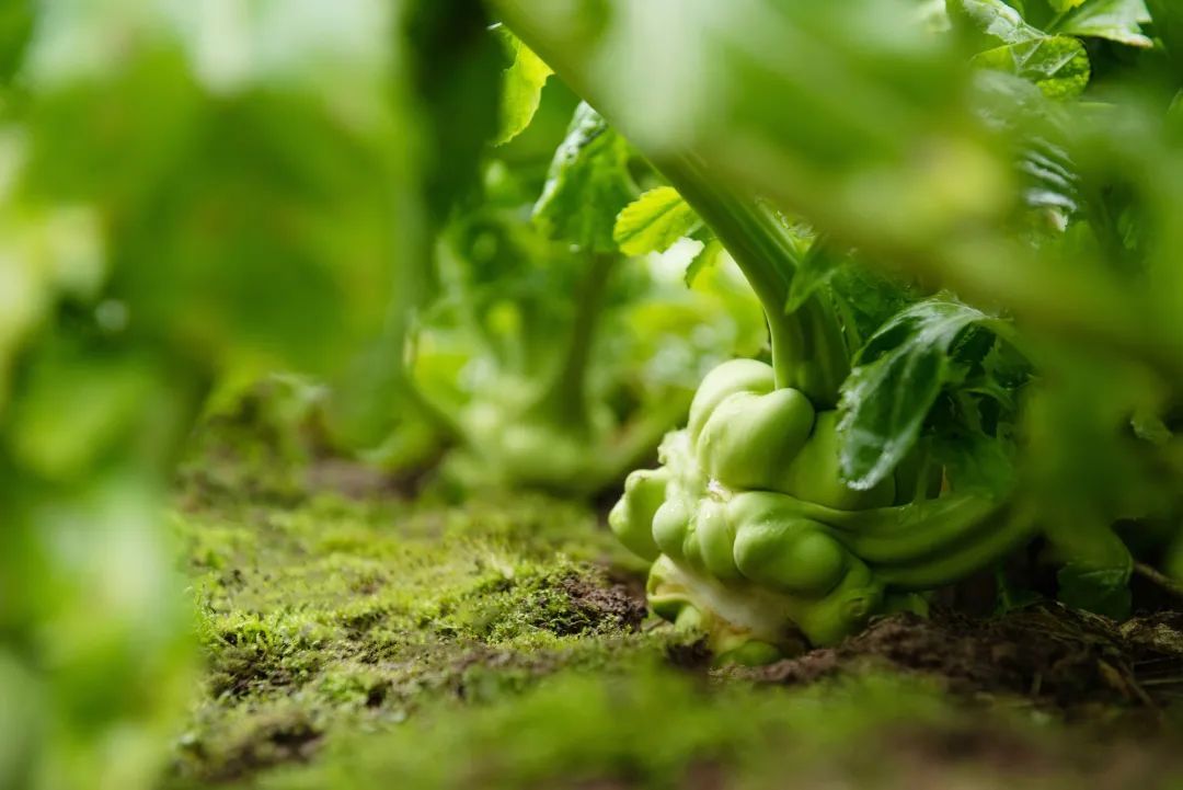 中國國家地理為《烏江》拍紀(jì)錄片，探索一包榨菜的前世今生