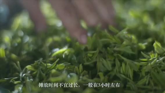 茶葉宣傳片