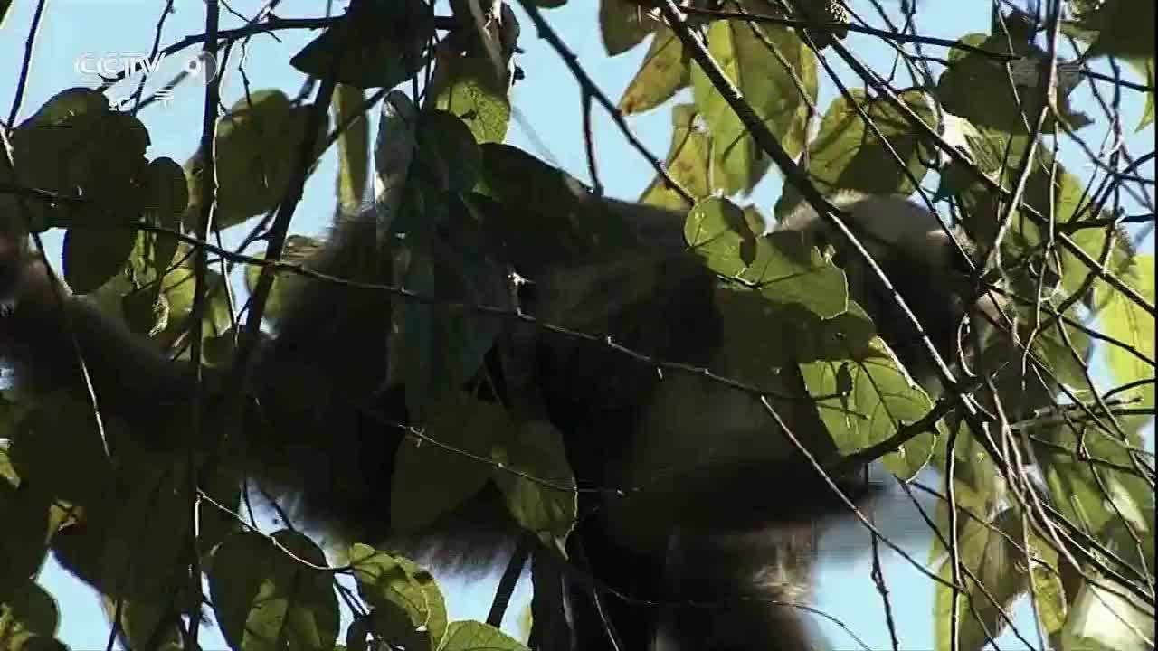 紀錄片 生命的故事 謝猛配音 梵曲音頻制作工作室